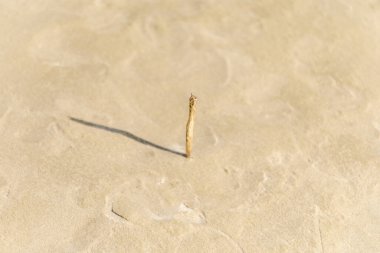 Issız bir sopa, kumlu bir plajda dikiliyor. Gölgesi, ışık yüzeyine doğru uzanıyor. Doğada bir anlık basitliği vurguluyor..