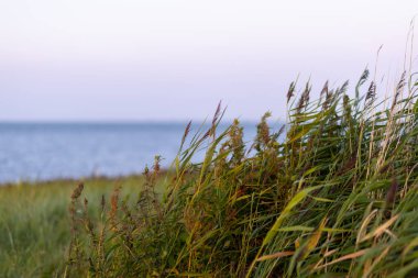 Kıyı şeridi boyunca uzanan uzun çimenler akşam rüzgarında hafifçe hareket ederek sakin sulara yakın sakin bir atmosfer yaratıyor..