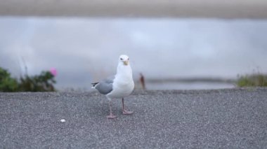 Bir martı sahile yakın bir kaldırımda dururken çevresini gözlemler. Atmosfer sakin, öğleden sonra güneşinin doğanın güzelliğini vurguluyor..