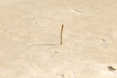 Issız bir bölgenin yoğun güneş ışığına küçük bir gölge düşürerek, kuru ve çatlak zemini delip geçen bir sopa doğanın katıksız zıtlığını vurguluyor..