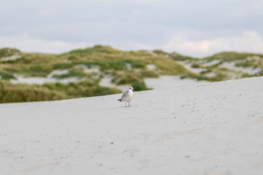 Çimenli kumullarla çevrili kumlu sahilde yalnız bir kuş dolaşıyor. Bulutlu gökyüzü yaklaşan hava değişimine işaret ediyor, sakin bir kıyı atmosferi yaratıyor..