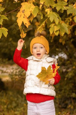 Samimi kırmızı bir kazak ve sarı bir şapka giyen neşeli genç bir çocuk, sonbahar yapraklarıyla çevrili bir ağaçtan altın yaprakları almak için uzanır..