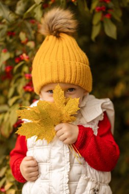 Kırmızı kazak giymiş neşeli bir çocuk ve rahat sarı bir şapka rengarenk bir bahçede büyük bir altın yaprak tutarak sonbaharın güzelliğinin tadını çıkarıyor...