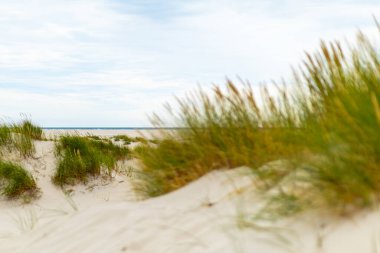 Narin çimenler kumlu kum tepecikleri boyunca uzanır, sakin bir sahile doğru yol alır. Gökyüzü bulutlu, yeryüzüne yumuşak bir ışık saçıyor, barışçıl bir atmosfer yaratıyor..