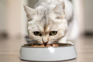 Gümüş bir tekir kedi, ahşap bir zemindeki gri bir kaseden mama yemeye odaklanır. Sıcak ve davetkar ortam yemek zamanı sükunetini arttırıyor..