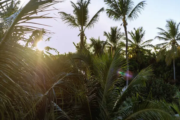 Güneş ışınları uzun palmiye ağaçları arasında parlayarak canlı yeşil yaprakları tropikal bir ortamda aydınlatıyor. Sıcak ışık günbatımından hemen önce sakin ve sakin bir atmosfer yaratır..