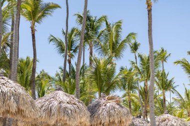 Güneşli plajda rüzgarda sallanan palmiye ağaçları sazdan kulübeler için gölge oluşturur. Açık mavi gökyüzü tropikal atmosferi tamamlıyor.
