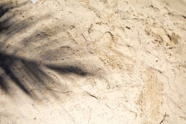 Adımlar, parlak bir güneşin altındaki kumsalın yumuşak, sıcak kumsalını işaret ediyor. Bir palmiye ağacı uzun bir gölge bırakır ve bu sakin sahil ortamına tropikal bir hava katar..