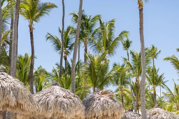 Güneşli plajda rüzgarda sallanan palmiye ağaçları sazdan kulübeler için gölge oluşturur. Açık mavi gökyüzü tropikal atmosferi tamamlıyor.