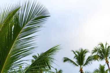 Parlak yeşil palmiye yaprakları, sakin bir ortamda gökyüzüne doğru uzanıyor. Sıcak güneş ışığı yaprakların arasından süzülerek kıyı bölgesinde barışçıl bir atmosfer yaratır..
