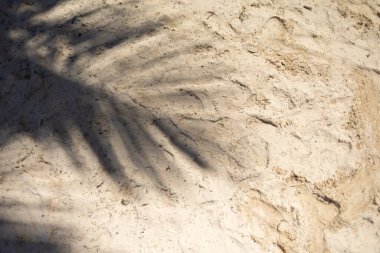 Yumuşak bir palmiye gölgesi kumsaldaki sıcak, yumuşak kuma düşer ve parlak güneşin altında sakin bir atmosfer yaratır. Sahne rahatlamayı ve yansımayı davet eder..