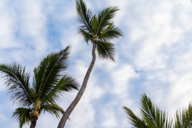 Uzun palmiye ağaçları, parlak mavi gökyüzünde kabarık bulutların zeminine doğru uzanıyor. Sahne, sakin bir tropikal ortamın özünü yakalıyor..