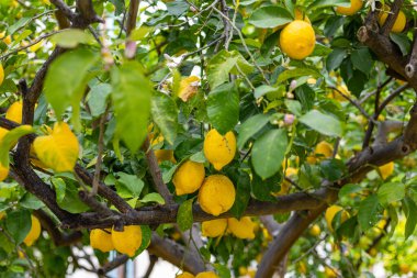 Bereketli bir limon ağacı canlı bir bahçede duruyor, olgunlaşmış sarı limon kümelerini sergiliyor, ılık güneşin altında yemyeşil yaprakların arasında..