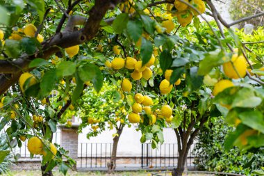 Parlak sarı limonlar, canlı bir bahçede dallara asılıdır. Olgun meyvelerin etrafını saran yemyeşil yapraklar baharın sonlarında güzel bir manzara yaratıyor..