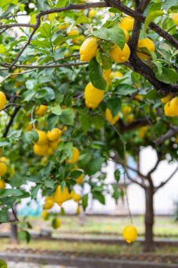 Canlı bir limon ağacında yemyeşil yaprakların arasında sarkan sarı limon kümeleri bulunur. Sahne güneşli bir meyve bahçesinde geçiyor. Huzurlu bir öğleden sonra atmosferi var..