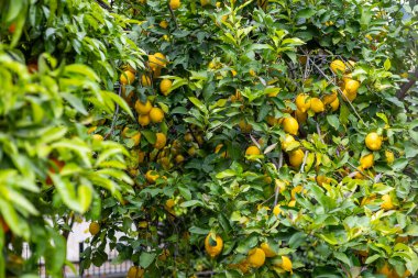 Sarıyla dolu canlı limon ağacı, güneş ışığında parlayan olgun limonlar, yemyeşil yapraklarla çevrili, güzel bir yaz gününde sıcacık bir bahçede gelişen..