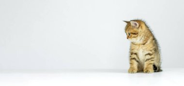 Oyuncu bir tekir kedi yavrusu, beyaz bir yüzeydeki boş bir alana merakla bakarak dikkatle oturur. Yumuşak kürkü ve anlamlı gözleri gençliğin masumiyetini yansıtıyor..