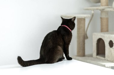 Pembe yakalı siyah bir kedi beyaz bir masada oturuyor, parlak, minimalist bir odada bej bir kedi ağacına bakıyor..