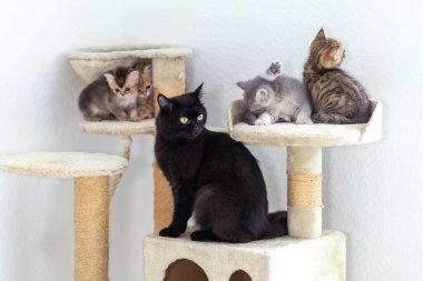 Sıcak bir iç mekanda, üç küçük kedi yavrusu bir kedi ağacıyla meşgul olurken, büyük siyah bir kedi onların şakacı soytarılıklarını gözlemler, merak ve arkadaşlık anlarını gözler önüne serer..