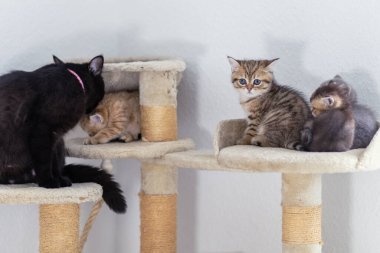 Siyah bir kedi ilginç bir şekilde gözlemlerken üç oyuncu kedi de tırmalama yerlerini keşfediyor. Kapalı alan, maskaralıkları için büyüleyici bir zemin sağlıyor..