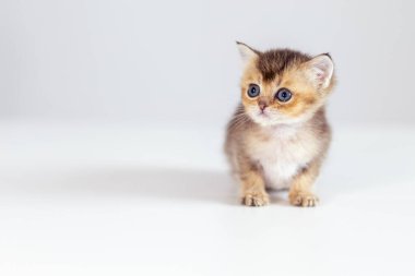 Renkli küçük bir kedi yavrusu parlak ve temiz bir alanı keşfeder. Mavi gözleri, tüylü kürkü ve neşeli doğası büyüleyici ve iç açıcı bir sahne yaratır..