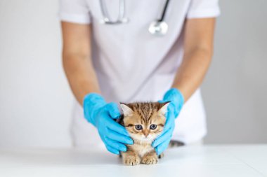 Çalışkan bir veteriner, hijyen için mavi eldiven giyen küçük bir kedi yavrusuna sağlık kontrolü yapar. Klinik parlak ve hayvan bakımı için donanımlıdır. Tüm hayvanlar için konfor sağlar..
