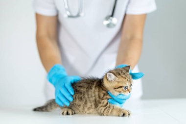 Veterinerlik profesyoneli, bir hayvan kliniğinde, temiz ve parlak bir ortamda rutin bir kontrol sırasında, bir kedinin sağlığını ve iyiliğini nazikçe inceler..