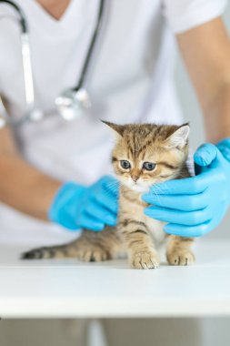 Veteriner kliniğinde bir kedi yavrusu nazikçe muayene ediliyor. Mavi eldivenli veteriner, rutin bir sağlık ziyareti sırasında kedilerin sağlığını kontrol eder ve sağlığını korur..