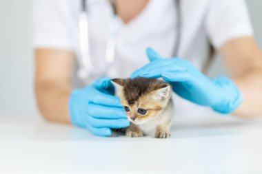 Mavi eldivenli bir veteriner, klinikte küçük bir kediyi nazikçe muayene ediyor. Veteriner sağlık değerlendirmesi yaparken kedi yavrusu meraklı ve tetikte görünüyor..
