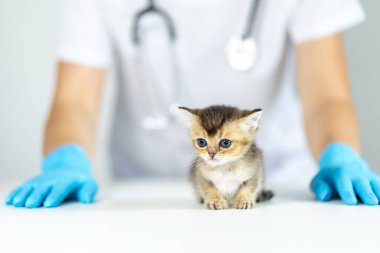 Küçük bir kedi yavrusu veteriner kliniğinde bir masada oturuyor ve tuhaf bir şekilde mavi eldivenli bir veteriner yaklaşıyor. Sakin bir sağlık hizmeti anı..