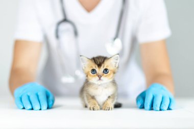 Belirgin işaretleri olan küçük bir kedi yavrusu mavi eldiven giyen bir veteriner tarafından muayene ediliyor. Ortam, sağlık kontrolleri sırasında evcil hayvanlara verilen bakımı vurgulayan temiz bir klinik..