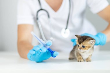 Mavi eldivenli bir veteriner bir tablet şırıngası hazırlarken meraklı bir kedi yavrusu da klinik ortamdaki bir masadan bakıyor..