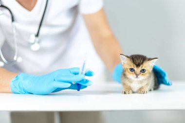 Bir veteriner, bir kediye ilaçlarını tablet şırınga ile vermeye hazırlanıyor. Personel, genç hayvana güvenli bir şekilde bakmaya odaklanmıştır..