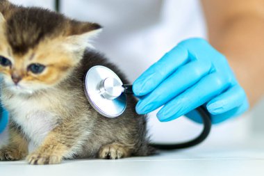 Şirin bir kedi yavrusu veteriner kliniğinde kapsamlı bir sağlık muayenesi yaptırıyor. Veteriner, kedilerin kalp atışlarını kontrol etmek için steteskop kullanıyor..