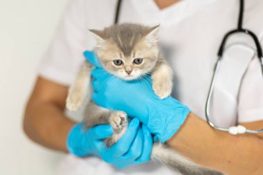 Yetenekli bir veteriner, küçük gri bir kedi yavrusunun sağlığını kontrol eder. Mavi eldivenler ve boyunlarına steteskop takarak sağlığını korur..