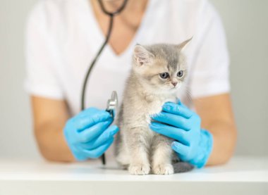 Bir veteriner, eldiven giyerken steteskop kullanan küçük gri bir kediyi nazikçe muayene eder. Klinik ortam evcil hayvanlar için şefkatli bir atmosferi yansıtır..