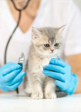 Mavi eldivenli bir veteriner parlak bir klinikte büyük gözlü küçük gri bir kediyi nazikçe muayene ediyor. Yavru kedi sağlık kontrolü sırasında meraklı görünüyor, şakacı doğasını gösteriyor..