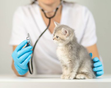 Küçük gri bir kedi yavrusu masada dikkatlice otururken mavi eldivenli bir kişi veteriner kliniğinde rutin bir sağlık kontrolü sırasında steteskop kullanıyor...