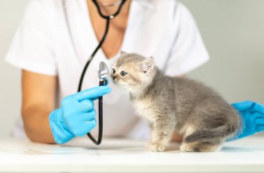 Mavi eldivenli bir veteriner stetoskop kullanarak sağlığını nazikçe kontrol ederken küçük gri bir kedi yavrusu masada oturuyor. Mekan sakin ve güven verici..