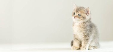 Büyük gözlü küçük gri bir kedi yavrusu temiz bir yüzeye oturur ve merakla etrafına bakar. Yumuşak kürk ve şakacı tavırlar sıcak öğleden sonra ışığında sevimli bir atmosfer yaratır..