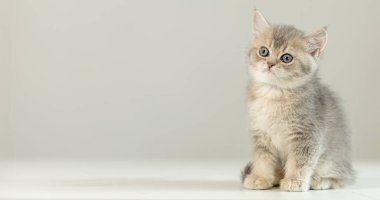 Parlak mavi gözlü küçük gri bir kedi yavrusu güneşli bir odada beyaz bir yüzeyde dikilir. Tüylü kürkü ve tuhaf ifadesi sevimli cazibesini ve şakacı doğasını gözler önüne seriyor..