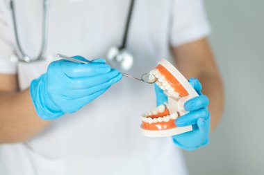 Mavi eldivenli bir diş hekimi diş temizliği uygulamalarını göstermek için bir diş modelinde diş aletini kullanır. Ortam diş muayenehanesinde temiz ve klinik bir çevredir..