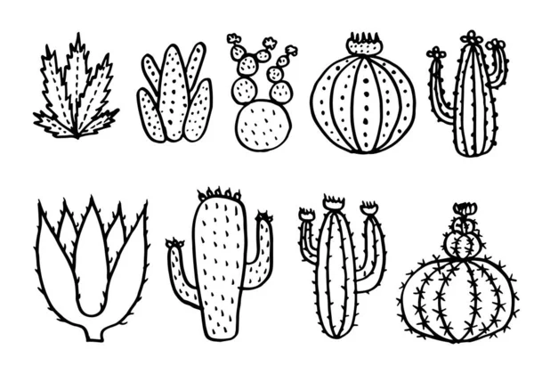 Kaktusvektorillustrationer Handritade Vektorsuckulenter — Stock vektor