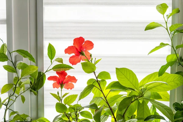Diverses Plantes Maison Hibiscus Avocat Oranger Concept Jardin Écologique Plantes — Photo