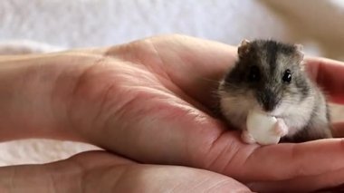 İnsan elinin üzerinde küçük bir hamster kabak çekirdeği yiyor. Yüksek kaliteli HD görüntüler.