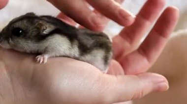 İnsan eli küçük bir djungarian hamsterını okşuyor. Yüksek kaliteli HD görüntüler