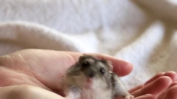 Liten Söt Djungarisk Hamster Människohänder Högkvalitativ Film — Stockvideo