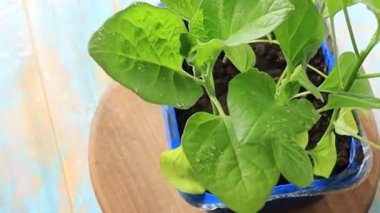 Patlıcan tohumları tencerede. Bebek tohumları ekiliyor. İlkbaharda ekim. Bahçecilik ve koloni, bahar bahçıvanlığı. Yüksek kaliteli HD görüntüler