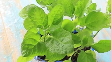 Patlıcan fidelerini suyla püskürtün. Bebek tohumları ekiliyor. İlkbaharda ekim. Bahçecilik ve koloni, bahar bahçıvanlığı. Yüksek kaliteli HD görüntüler