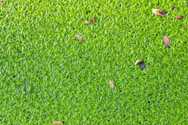Ördek otu, nehrin tepesindeki doğal su bitkisi, yeşillik doğasının yakın plan ayrıntıları.
